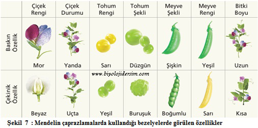 KALITIM by GÖKÇE - Illustrated by Gökçe - Ourboox.com