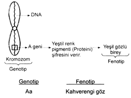 KALITIM by GÖKÇE - Illustrated by Gökçe - Ourboox.com