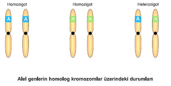 KALITIM by GÖKÇE - Illustrated by Gökçe - Ourboox.com