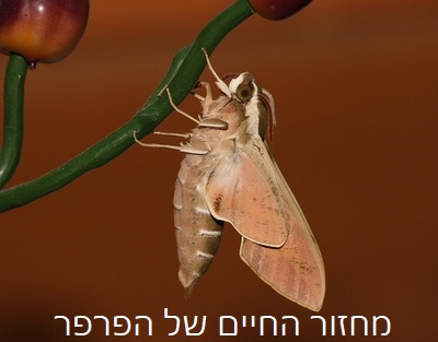 מחזור החיים של הפרפר by Anat - Illustrated by ענת איילון , רונית גלסמן , יעל כהן אלינה פלוצקי  ,תמר שמול וענת דגה . - Ourboox.com
