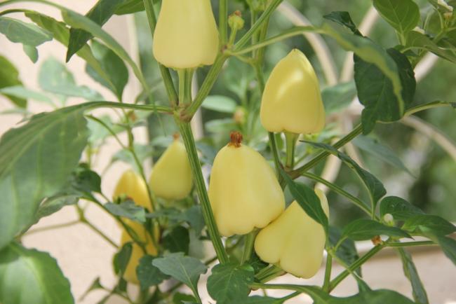 From Plot to Plate by Melin Arda - Ourboox.com