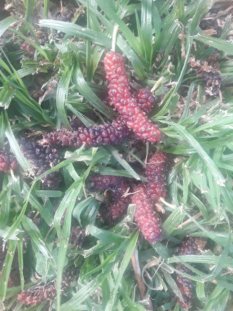 סיפורים ליהונתן by sima - Ourboox.com