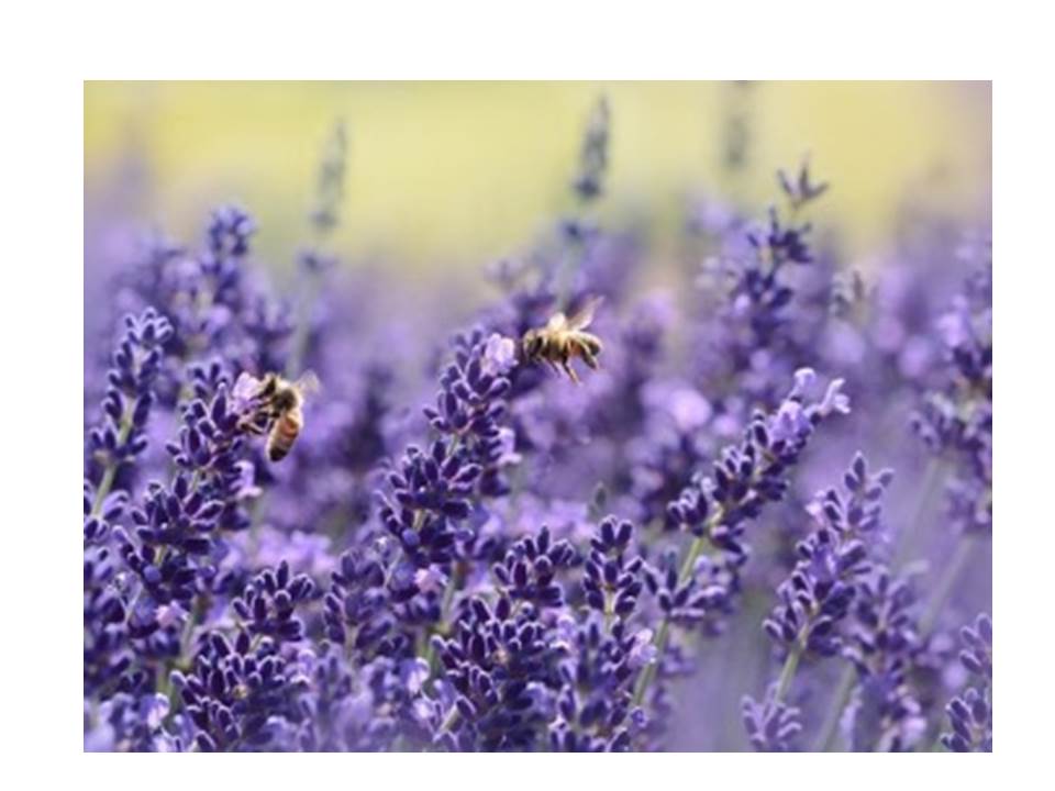 I love bees… and you? by Elka Vraykova - Illustrated by Common product - Ourboox.com