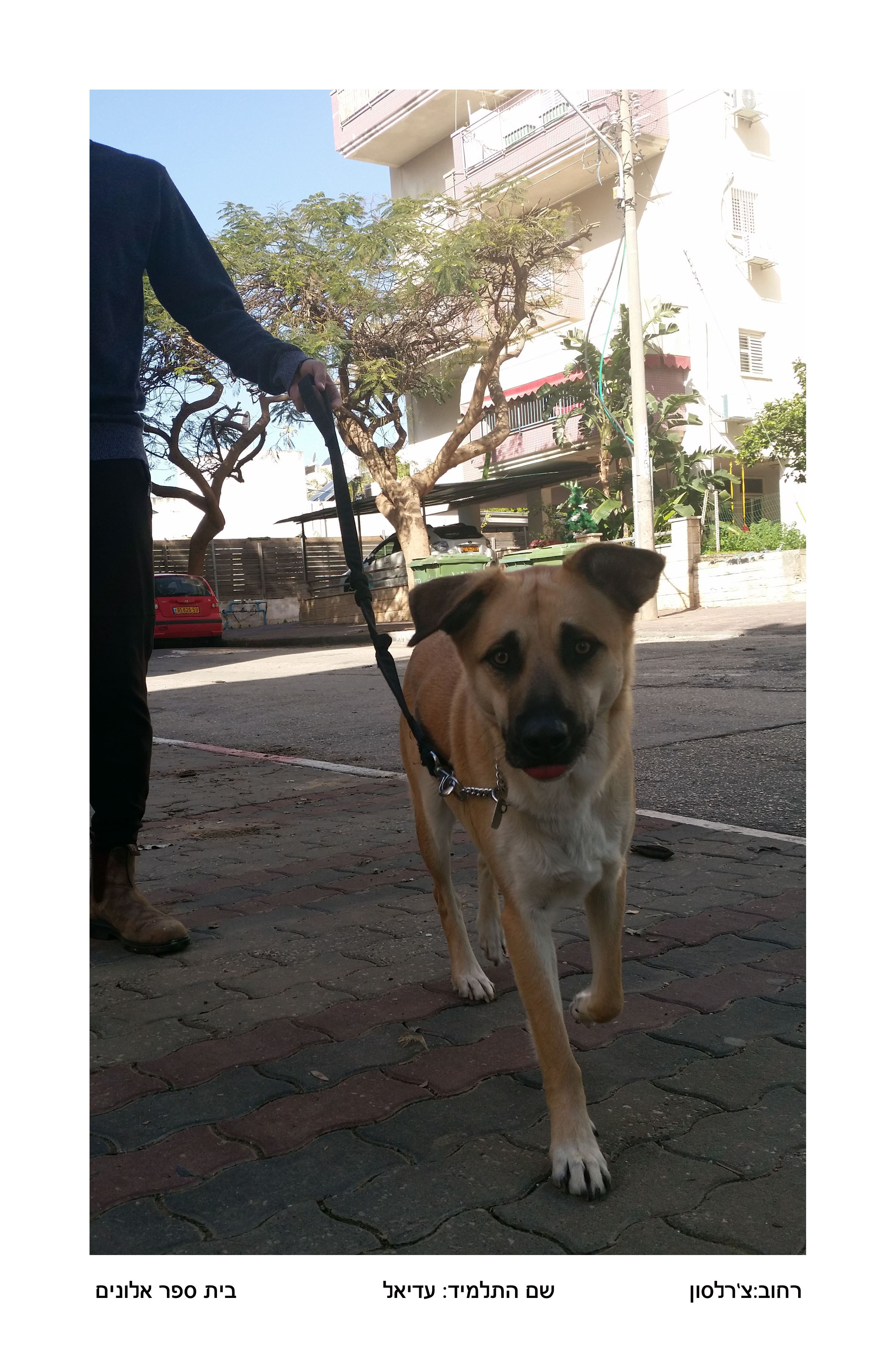 תלמידי אלונים משתתפים בפרויקט – “גלוייה לעין” צילום רחובות העיר פתח תקוה by orly - Illustrated by אורלי קאופמן - Ourboox.com