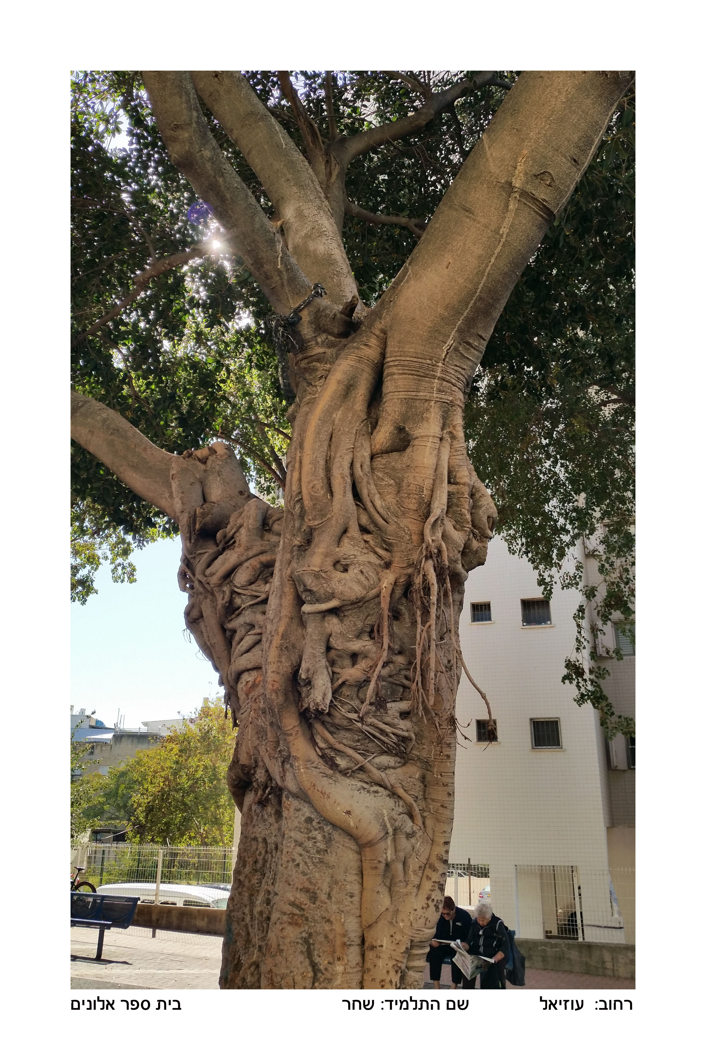 תלמידי אלונים משתתפים בפרויקט – “גלוייה לעין” צילום רחובות העיר פתח תקוה by orly - Illustrated by אורלי קאופמן - Ourboox.com