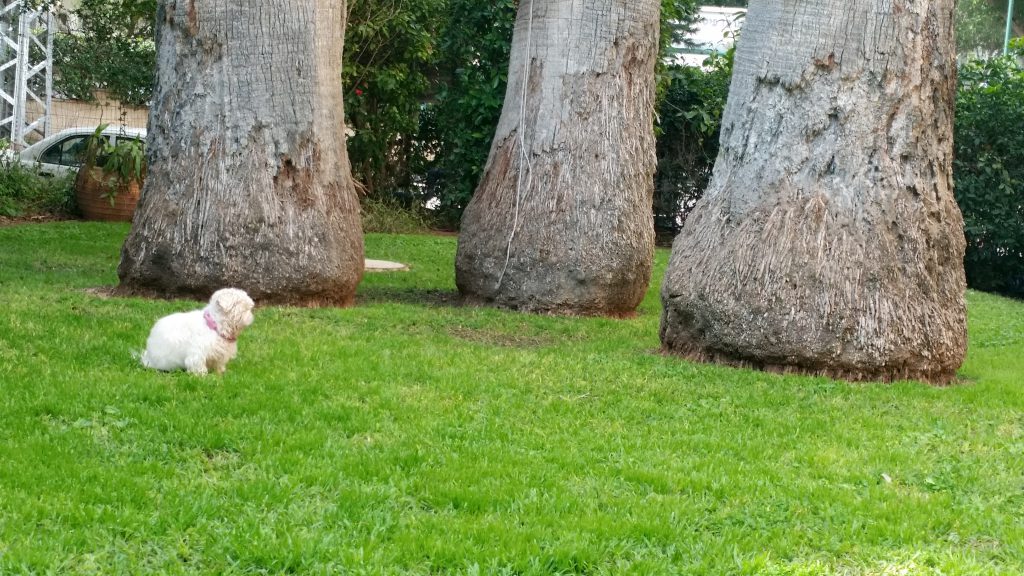 תלמידי אלונים משתתפים בפרויקט – “גלוייה לעין” צילום רחובות העיר פתח תקוה by orly - Illustrated by אורלי קאופמן - Ourboox.com