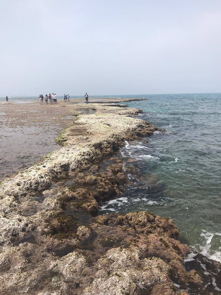 ביוסיור by shaked - Ourboox.com