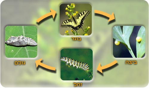 מחזור החיים של הפרפר by Anat - Illustrated by ענת איילון , רונית גלסמן , יעל כהן אלינה פלוצקי  ,תמר שמול וענת דגה . - Ourboox.com