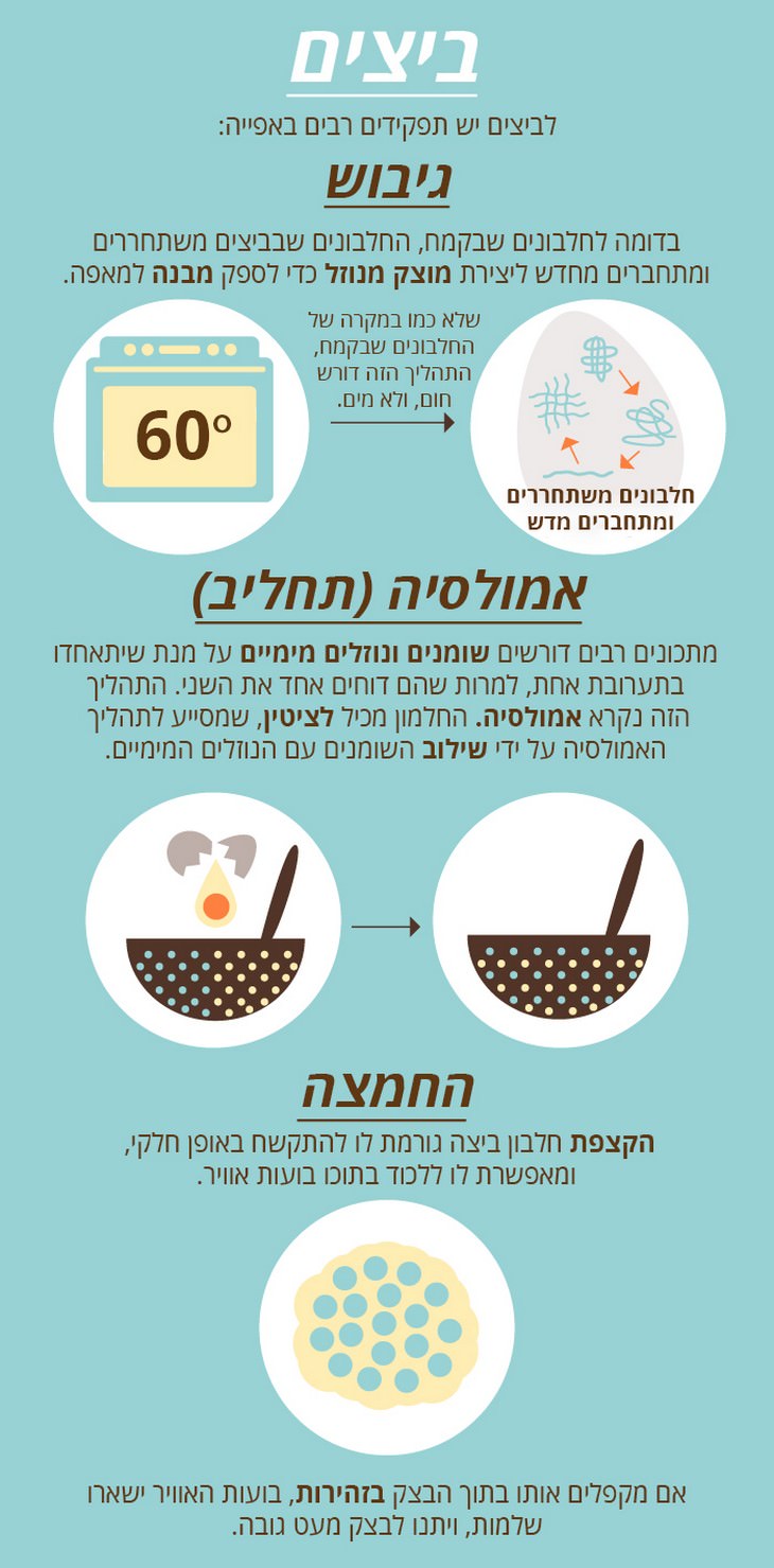 המדע שמאחרי האפייה by moshe ben tovim - Ourboox.com