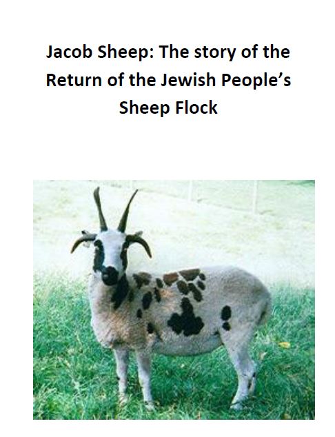Jacob Sheep – The story of the return of the Jewish people’s sheep by Gil Lewinsky - Ourboox.com
