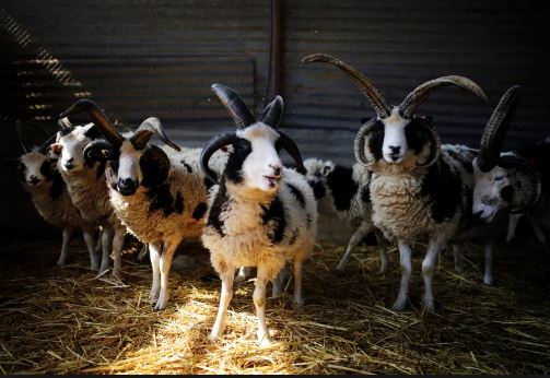 Jacob Sheep – The story of the return of the Jewish people’s sheep by Gil Lewinsky - Ourboox.com