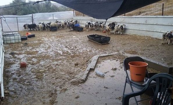 Jacob Sheep – The story of the return of the Jewish people’s sheep by Gil Lewinsky - Ourboox.com