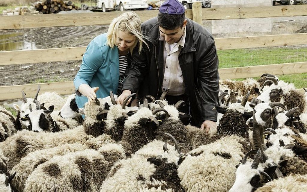 Jacob Sheep – The story of the return of the Jewish people’s sheep by Gil Lewinsky - Ourboox.com