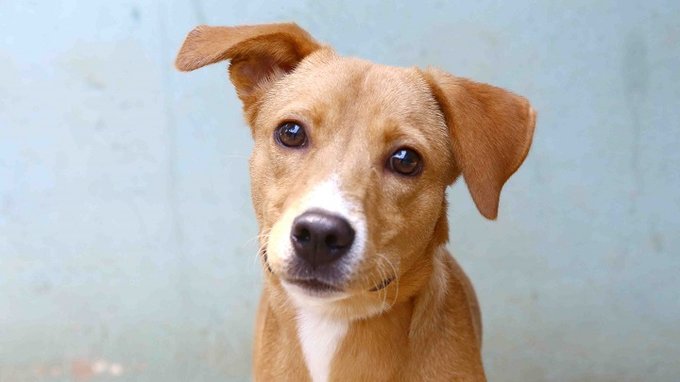 מחלקת היונקים של ד2 by DANAHOLDER - Ourboox.com