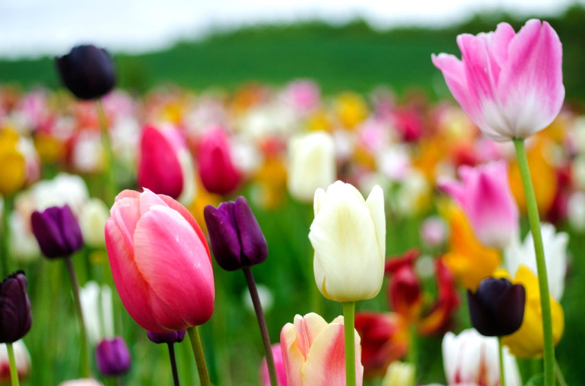 פרחים by gayalmog - Ourboox.com