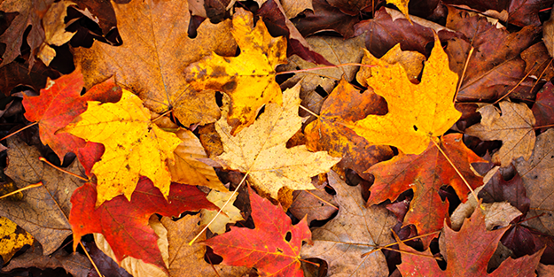 çevreci çocuk by yıldızlar - Ourboox.com