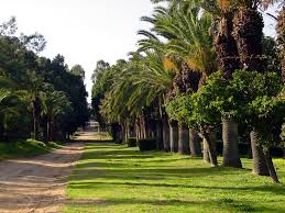 מקווה ישראל – סיור ישראלי by Samuel Shakuf - Illustrated by מתבסס על מידע מפרסומי מרכז המבקרים במקווה ישראל - Ourboox.com