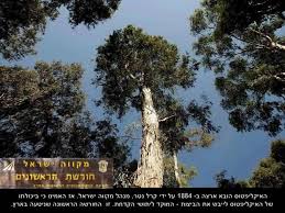 מקווה ישראל – סיור ישראלי by Samuel Shakuf - Illustrated by מתבסס על מידע מפרסומי מרכז המבקרים במקווה ישראל - Ourboox.com