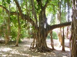 מקווה ישראל – סיור ישראלי by Samuel Shakuf - Illustrated by מתבסס על מידע מפרסומי מרכז המבקרים במקווה ישראל - Ourboox.com