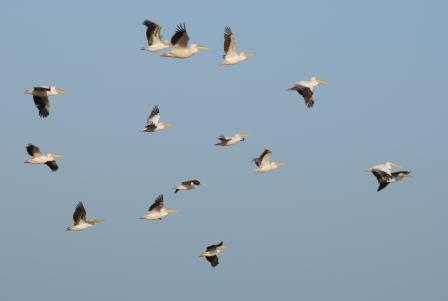 האדם משפיע על סביבות החיים by alex and itay and ron - Illustrated by Alex lachinov - Ourboox.com