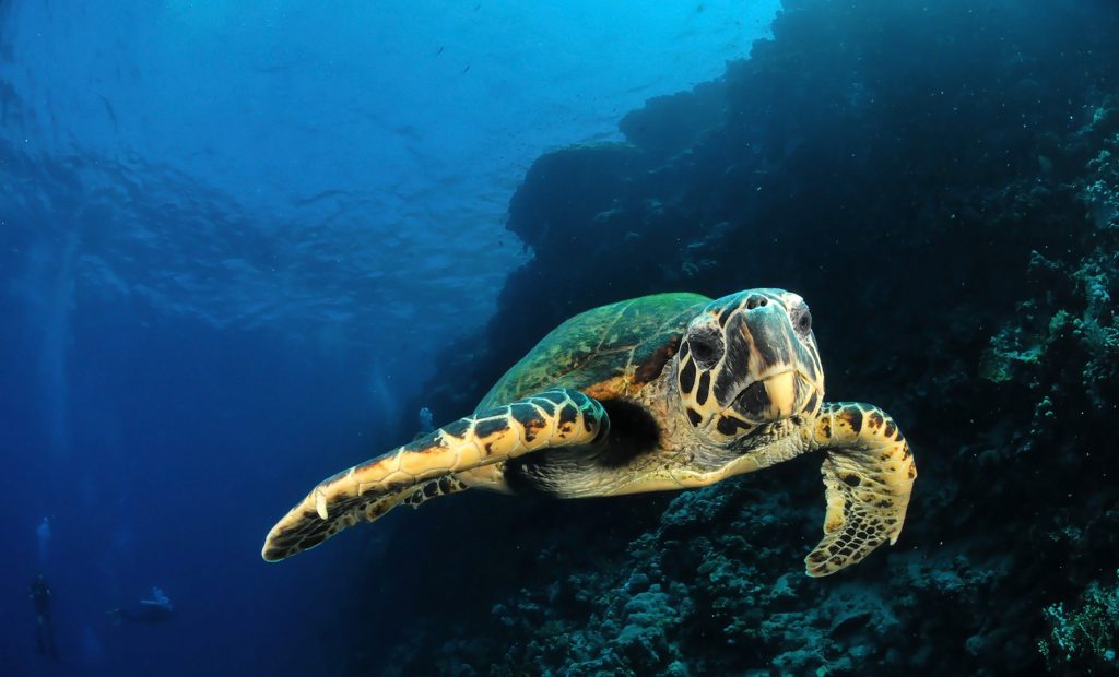 העולם הסודי של היצורים הימיים