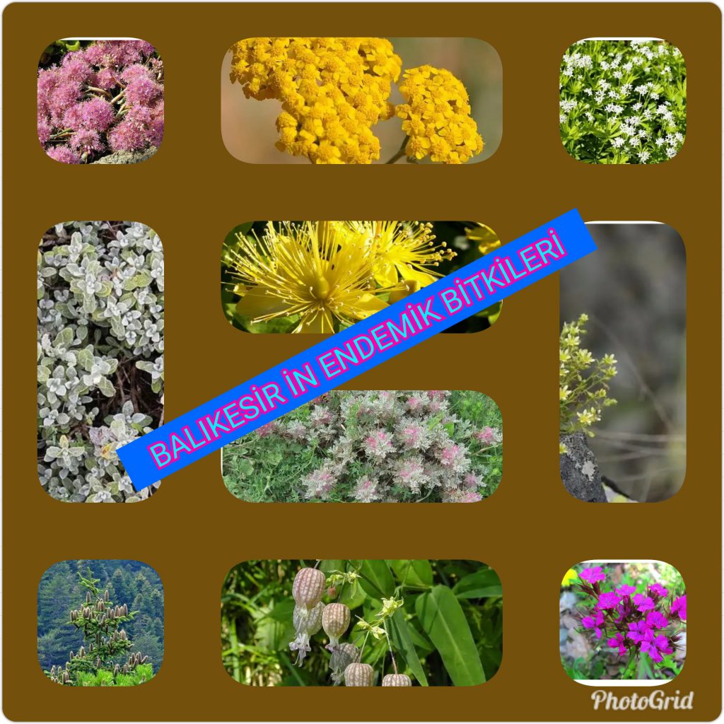 MİNİK ELLER BÜYÜK İŞLER PROJESİ ETKİNLİKLERİ by NEVİM YILDIRIM SARITEPE - Ourboox.com