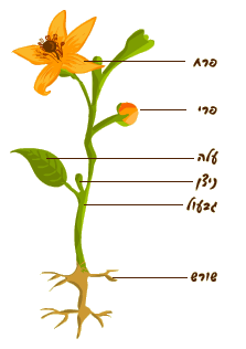 אבירי הצמח by marwa - Illustrated by מרוא מועד - Ourboox.com