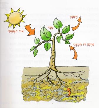 אבירי הצמח by marwa - Illustrated by מרוא מועד - Ourboox.com
