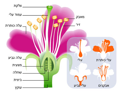 אבירי הצמח by marwa - Illustrated by מרוא מועד - Ourboox.com
