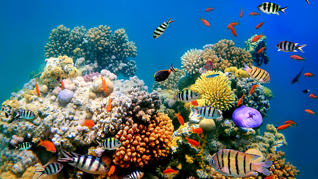 בעלי חיים ימיים by The Queens - Ourboox.com