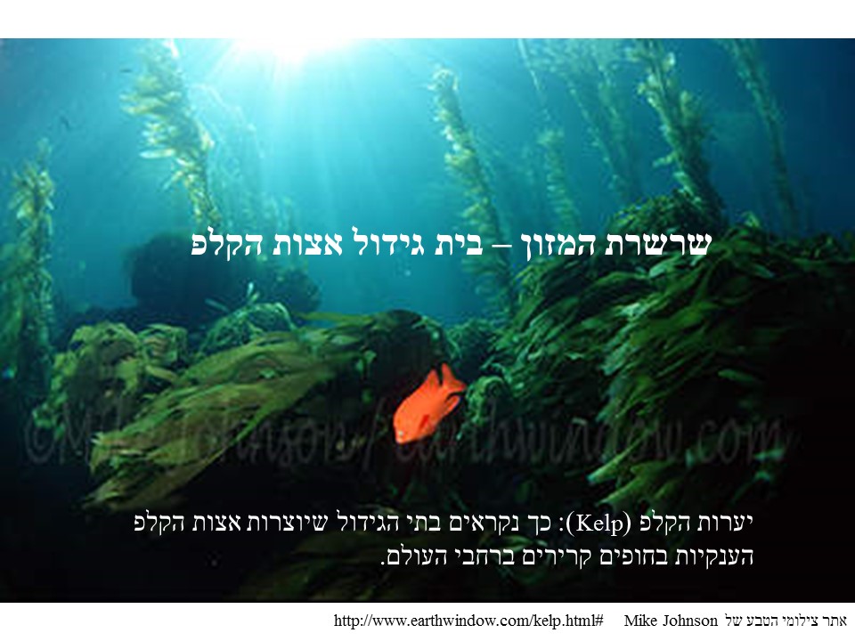 שרשרת המזון- אצות הקלפ by helena - Ourboox.com