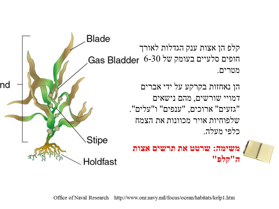 שרשרת המזון- אצות הקלפ by helena - Ourboox.com