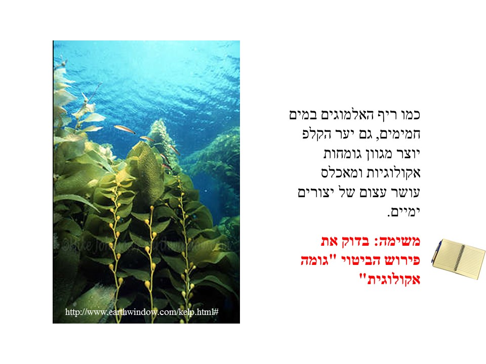 שרשרת המזון- אצות הקלפ by helena - Ourboox.com