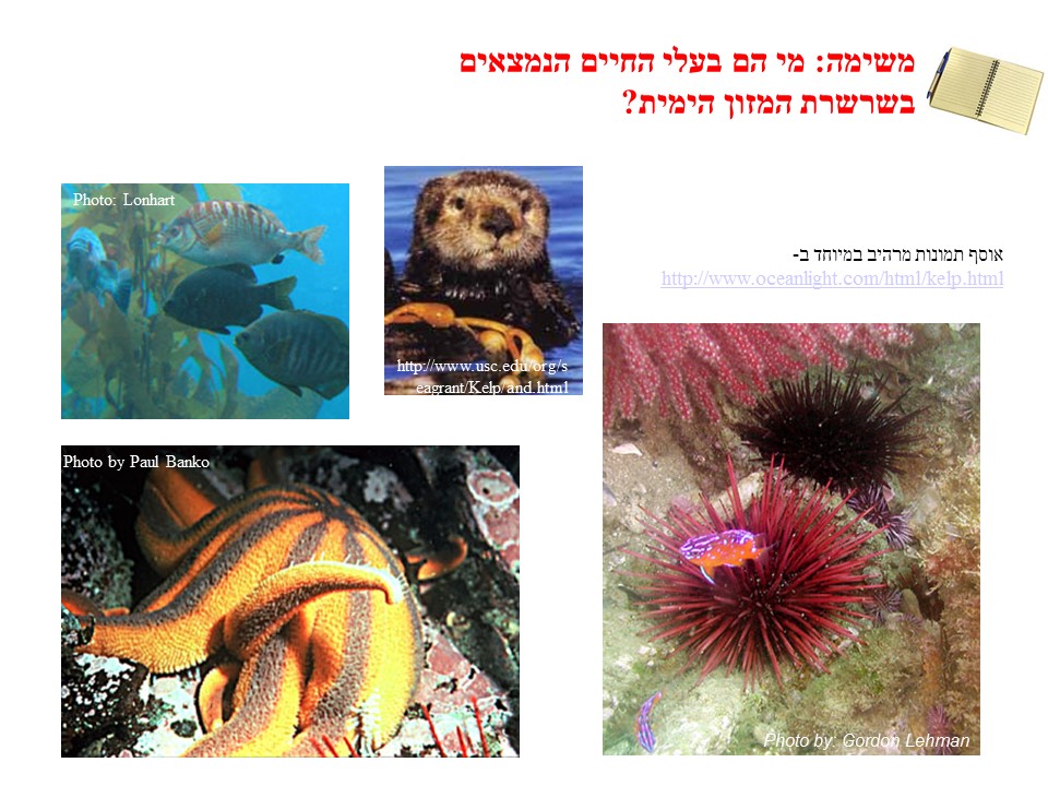 שרשרת המזון- אצות הקלפ by helena - Ourboox.com