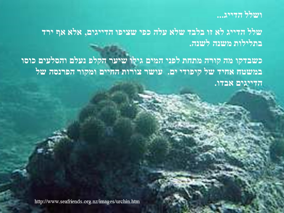 שרשרת המזון- אצות הקלפ by helena - Ourboox.com