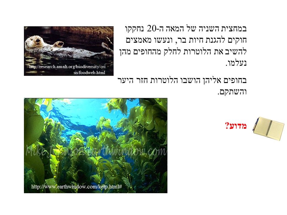 שרשרת המזון- אצות הקלפ by helena - Ourboox.com