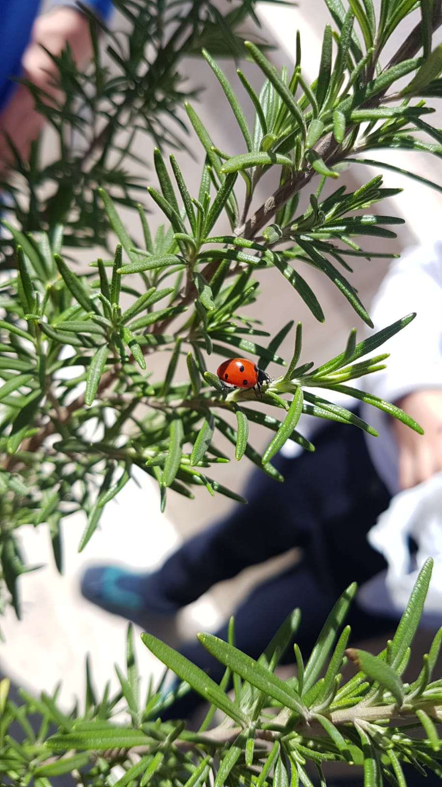 insects in our school gardens ebook by nadire - Ourboox.com