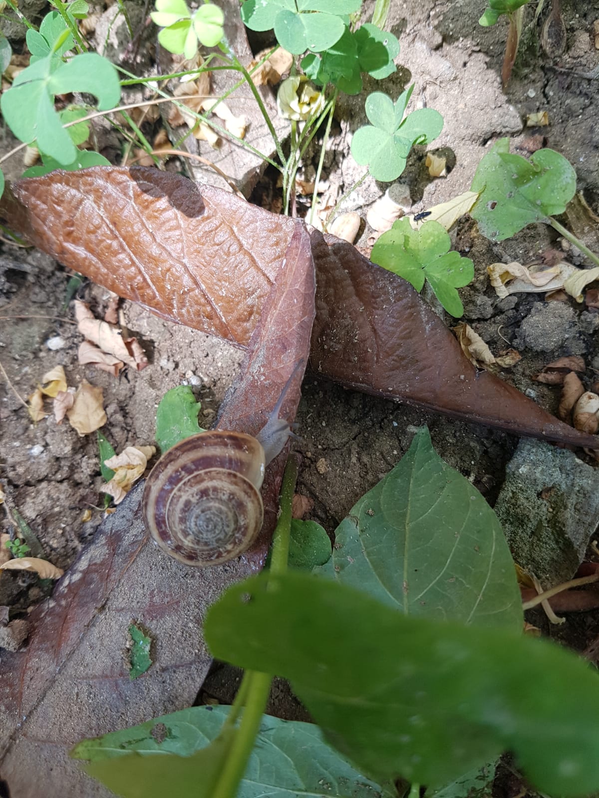 insects in our school gardens ebook by nadire - Ourboox.com