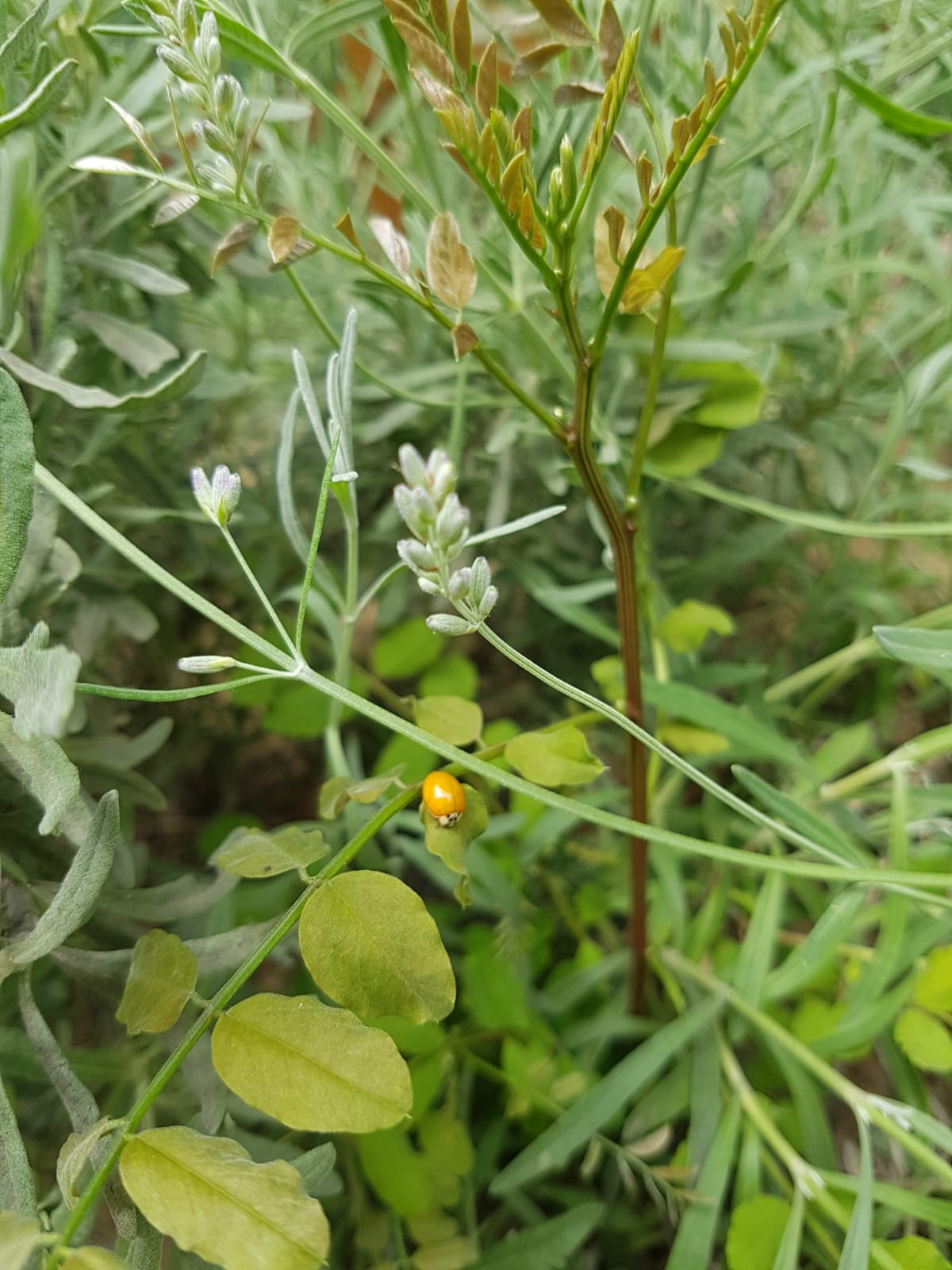 insects in our school gardens ebook by nadire - Ourboox.com
