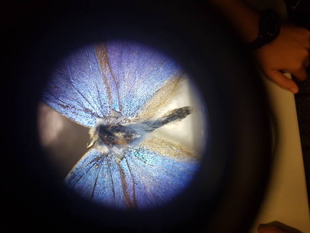 insects in our school gardens ebook by nadire - Ourboox.com