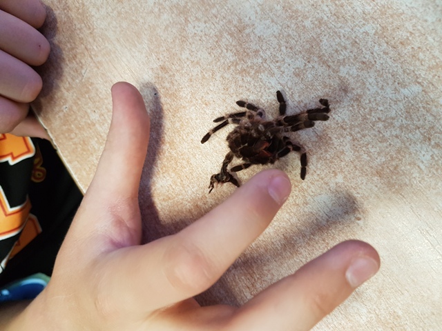 insects in our school gardens ebook by nadire - Ourboox.com