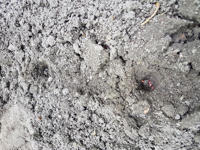 insects in our school gardens ebook by nadire - Ourboox.com