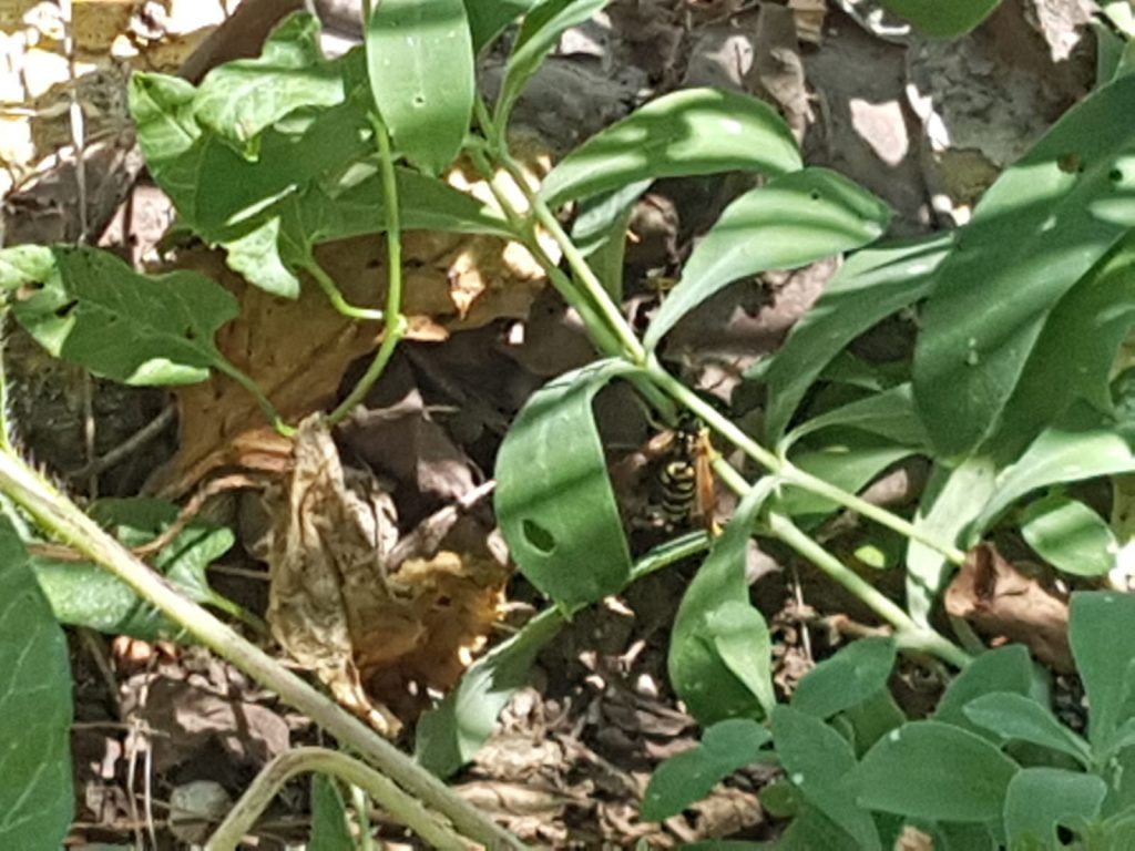 insects in our school gardens ebook by nadire - Ourboox.com