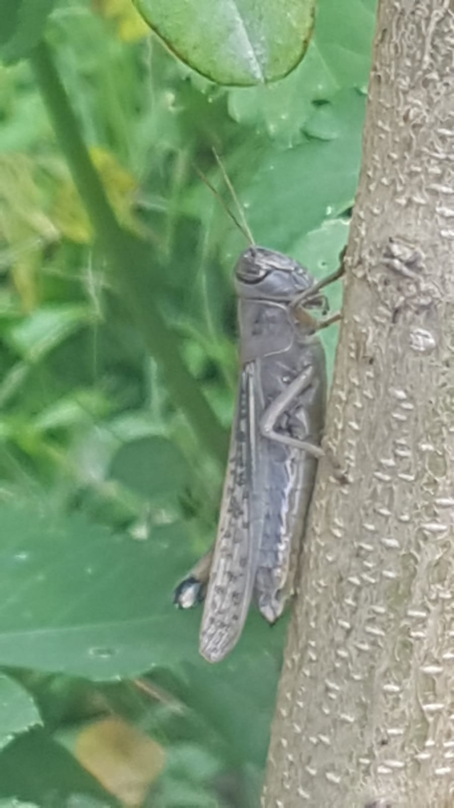 insects in our school gardens ebook by nadire - Ourboox.com