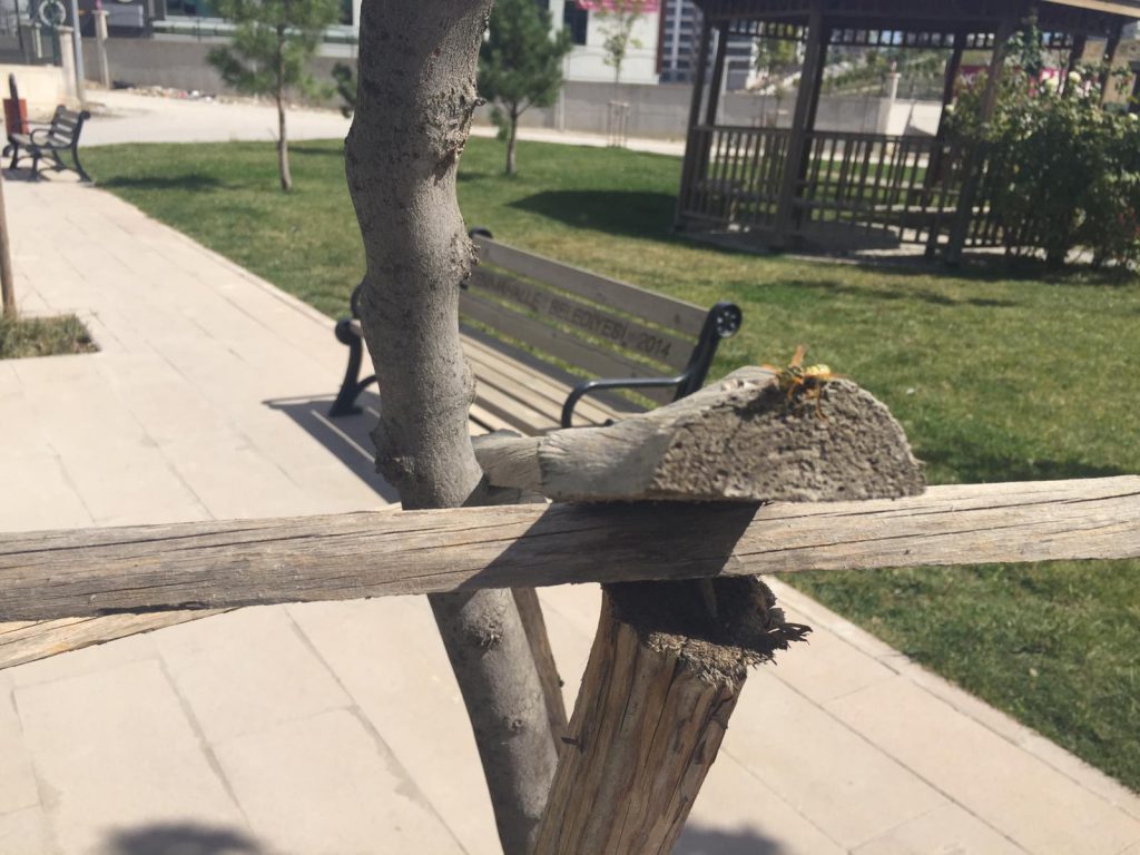 insects in our school gardens ebook by nadire - Ourboox.com