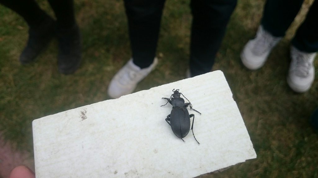 insects in our school gardens ebook by nadire - Ourboox.com