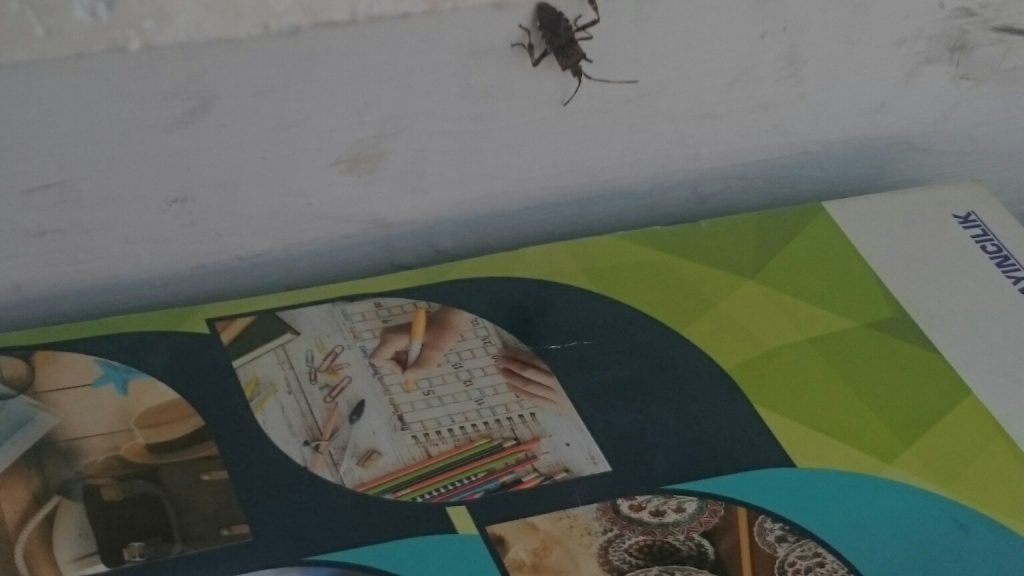 insects in our school gardens ebook by nadire - Ourboox.com