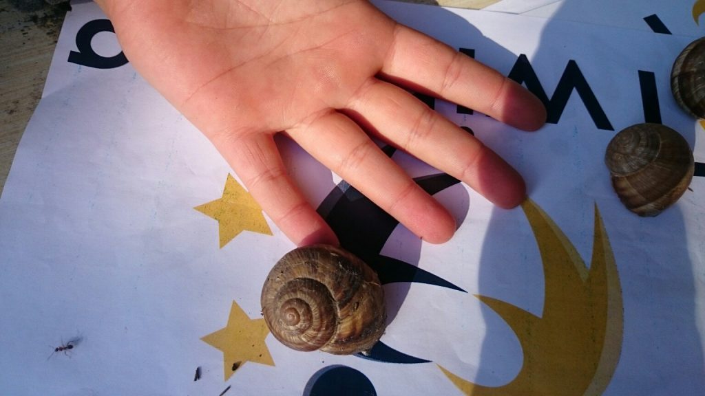 insects in our school gardens ebook by nadire - Ourboox.com