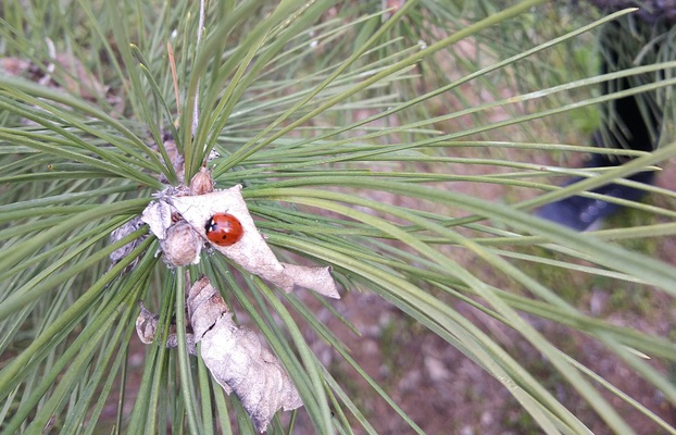 insects in our school gardens ebook by nadire - Ourboox.com