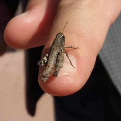 insects in our school gardens ebook by nadire - Ourboox.com